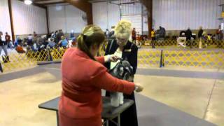 Shawn Imler Showing A Miniature Schnauzer At The Dog Show  Part 4 [upl. by Ephram]