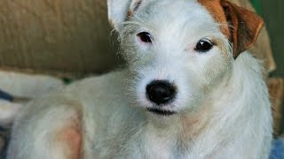 Parson Russell Terrier [upl. by Beore]