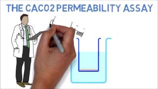 The CaCo2 Permeability Assay for Essential Oils Explained in Under 3 Minutes [upl. by Alleirbag]