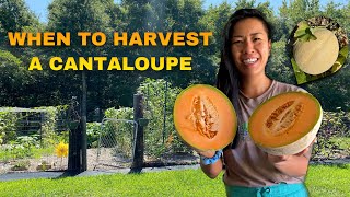 WHEN TO PICK A CANTALOUPE  Know exactly when a cantaloupe is ready to harvest  NC GARDEN ZONE 7b [upl. by Cofsky884]