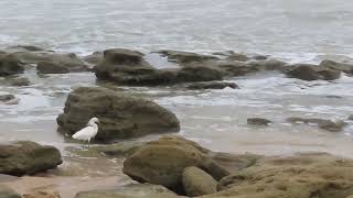 snowy egret fishing in the coquina pools [upl. by Lune976]