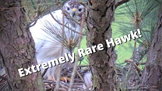 Introducing the Extremely Rare Leucistic RedTailed Hawk Raising 3 Chicks  Angel [upl. by Alvera]