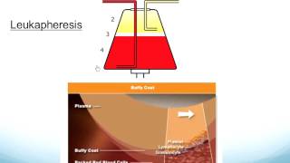 Basic Biology of HCT [upl. by Sylirama813]