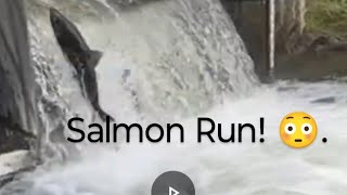 Salmon Run at Bowmanville🫢 salmonrun nature fishing livestream [upl. by Julian]