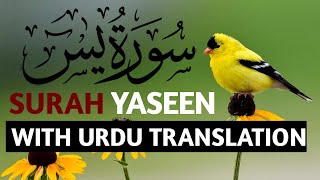 surah yaseen with urdu translation full  surah yaseen urdu tarjuma ke sath  surah yaseen [upl. by Esinyl]