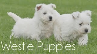 Westie Puppies playing [upl. by Noeht]