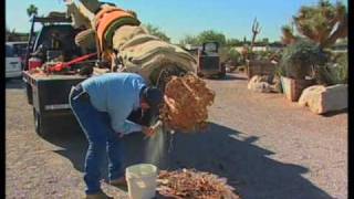 How To Transplant A Saguaro Cactus [upl. by Eciruam]