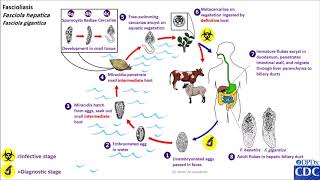 Fasciola hepatica life cycle [upl. by Asihtal730]