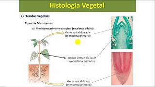 Epiderme e periderme  tecidos vegetais  Aula 3 [upl. by Eisoj]