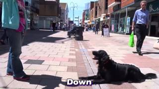 Storm  Flatcoat Retriever  4 Week Residential Dog Training at Adolescent Dogs [upl. by Eita]