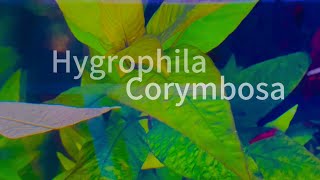 Hygrophila Corymbosa  Aquarium Plant [upl. by Theressa]