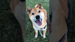 Adorable wheelchair dog runs around the yard having a blast proving disability can’t stop happiness [upl. by Constantino42]