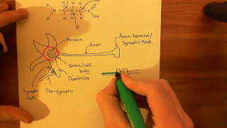 The GABAA Receptors and the Benzodiazepines Part 1 [upl. by Aikemahs937]