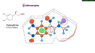 16 Medicinal Chemistry of ANS drugs  Adrenergic Drugs شرح بالعربي [upl. by Inna]