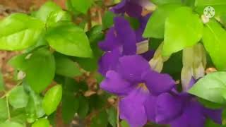 thunbergia erectaflowering plant [upl. by Bohner]