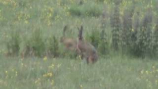 HARES MATING [upl. by Coppinger]