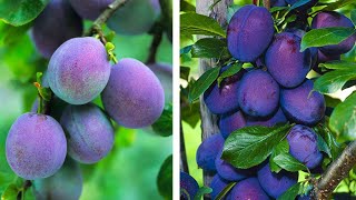 How to Plant Plums Easy Fruit Growing Guide [upl. by Dulciana]