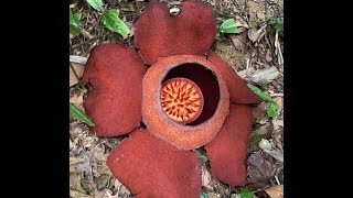 Rafflesia Hunt in Thailand Khao Sok [upl. by Stucker579]