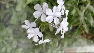 Beautiful Plumbago flower flower relaxing music trending viral nature beautiful [upl. by Ellevehc229]