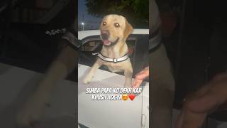 Simba Car Se Bhaar Aagya😂❤️ vlog labradorlovers ytshorts dogshorts familyvlog [upl. by Nussbaum534]