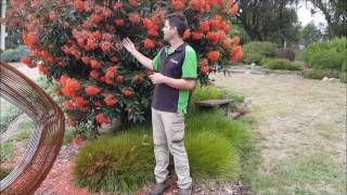 Grafted Flowering Gum Maintenance [upl. by Adnarb140]