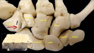 Osteology of the hand [upl. by Sudderth]