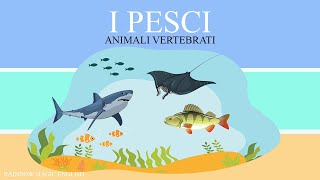 I pesci  Animali Vertebrati [upl. by Armington213]