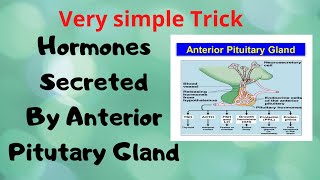 Hormones Secreted From Anterior Pituitary Gland  Short Trick  Mnemonic [upl. by Ailhad]