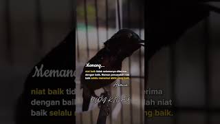 KONIN ISIAN kicaumania kicaumanianusantara konin burung [upl. by Lipkin]