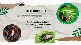 Orden Hemiptera 5to quotBquot [upl. by Anytsyrk]