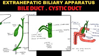 Extrahepatic Biliary Apparatus 24  Bile Duct amp Cystic Duct Anatomy  Abdomen Anatomy [upl. by Nyrehtac]