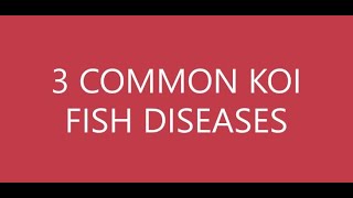 3 COMMON KOI FISH DISEASES IN BACKYARD  Koi Diseases  Fin ROT  Mouth ROT  Diseases Treatment [upl. by Ihana178]