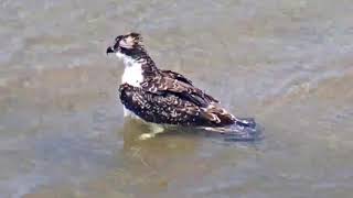 Barnegat Light Osprey Cam  Another Juvie Bath Aug 03 2020 [upl. by Nojel]