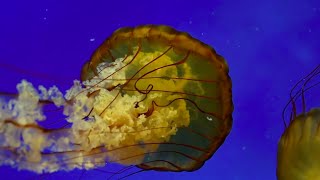 Phylum Cnidaria Part 3 Classes Scyphozoa and Staurozoa [upl. by Ledba]