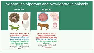 Oviparous Viviparous and Ovoviviparous Animals  Reproduction [upl. by Odlavu]