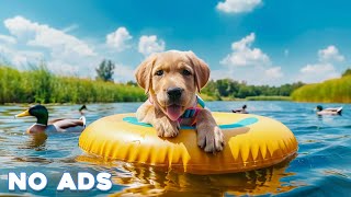 12 Hours Dog Music 🎵 Relaxing Music For Dogs With Anxiety🐶 Separation Anxiety Relief music💖Dog Calm [upl. by Ayahs]