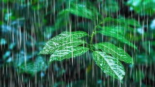 Rainfall on Forest Foliage  Rainstorm Sounds for Sleeping [upl. by Hehre816]