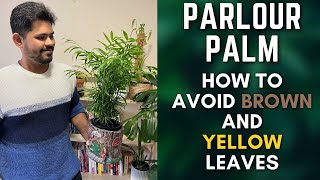 Parlour Palm  Tips To Avoid Brown and Yellow Leaves  M and MM Plants [upl. by Nwahsid]