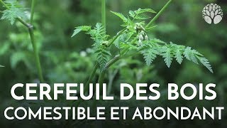 Cerfeuil des bois plante sauvage comestible [upl. by Llib394]