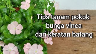 TIPS tanam bunga vinca dari keratan batang [upl. by Tnecnivleahcim60]