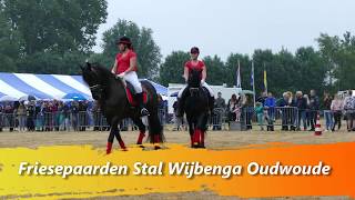 Friese paarden Stal Wijbenga Oudwoude [upl. by Ander]