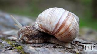 Grape snail Helix pomatia Виноградная улитка [upl. by Eisele194]