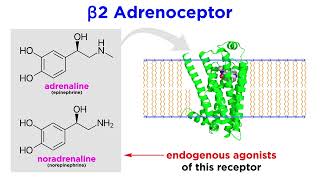 Bronchodilators Part 1 Principles of Respiratory Airflow and Development of Selective Drugs [upl. by Casmey]