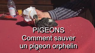 Pigeon Comment sauver un pigeon orphelin LC VIDEO [upl. by Anifled221]