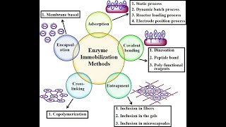 Immobilization of ENZYMES I CELLS I METHODS I TECHNIQUES [upl. by Arnie688]