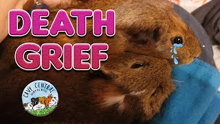 Death and grief with passing of a pet guinea pig [upl. by Ahsoj]