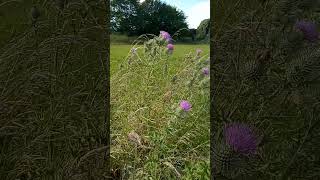 Scottish Thistles with the Knotrman [upl. by Yllrebmik453]