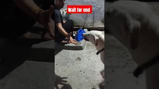 Worlds most intelligent dogEllie The Indian Bully dog doglover shorts viral 1million 20241k [upl. by Syla573]