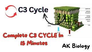 Complete C3 cycle Calvin cycle Photosynthesis [upl. by Yelyk193]