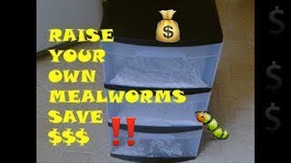 DIY Mealworm FarmHow To Raise Your Own Mealworms [upl. by Semele]